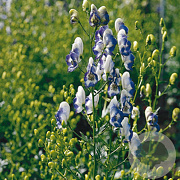 Aconitum camm. 'Bicolor' GM P9
