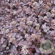Acaena inermis 'Purpurea' GM P9