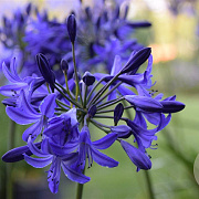 Agapanthus 'Northern Star' GM P9