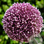 Allium 'Summer Drummer' GM P9