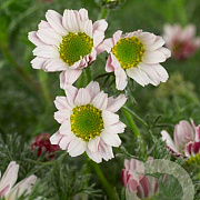 Anacyclus pyrethrum depressus GM P9