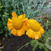 Anthemis sancti-johannis GM P9