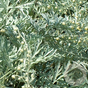 Artemisia abs. 'Lambrook Silver' GM P9