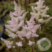 Astilbe (A) 'Bumalda' GM P9