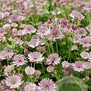 Astrantia m. Pink Button GM P9