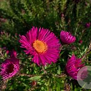 Aster n.-a. 'And. an Paul Gerber' GM P9 BIO