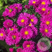 Aster 'Neron' GM P9