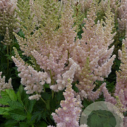 Astilbe 'Vision Inferno' GM P9