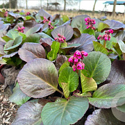 Bergenia 'Bressingham Ruby' GM P9