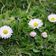 Bellis perennis GM P9