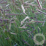 Bouteloua gracilis GM P9