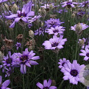 Catananche caerulea 'Major' GM P9