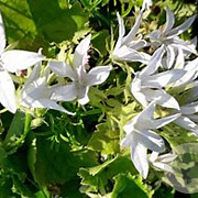 Campanula posch. 'E.H. Frost' GM P9 BIO