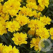 Coreopsis vert. 'Grandiflora' GM P9 BIO