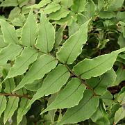 Cyrtomium fortunei clivicola GM P9