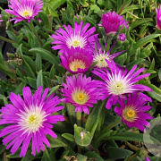 Delosperma sutherlandii GM P9