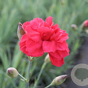 Dianthus (PL) 'David' GM P9