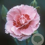 Dianthus (PL) 'Doris' GM P9