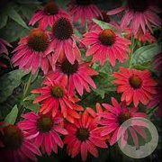 Echinacea Lakota Red GM P9