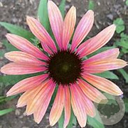 Echinacea Rainbow Marcella GM P9 BIO
