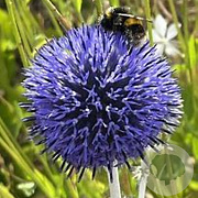 Echinops ritro 'Platinum Blue' GM P9