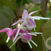 Epimedium gr. 'Purple Pixie' GM P9