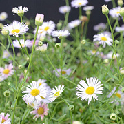 Erigeron karvinsk. 'Lavender Lady' GM P9