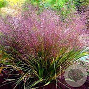 Eragrostis spectabilis GM P9