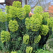 Euphorbia characias characias GM P9