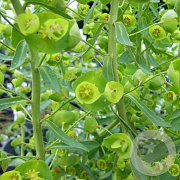 Euphorbia char. 'Forescate' GM P9