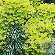 Euphorbia characias wulfenii GM P9