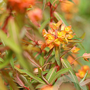 Euphorbia griff. 'Beauty Orange' GM P9