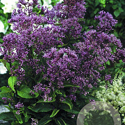 Eupatorium mac. 'Phantom' GM P9
