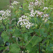 Eupatorium rugosum GM P9 BIO