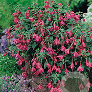 Fuchsia 'Tom Thumb' GM P9