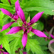 Geranium 'Catherine Deneuve' GM P9