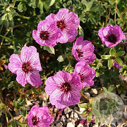 Geranium cin. 'Laurence Flatman' GM P9