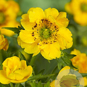 Geum chiloense 'Lady Stratheden' GM P9