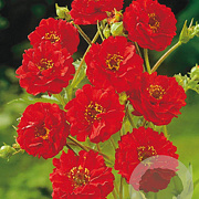 Geum chiloense 'Mrs Bradshaw' GM P9