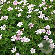 Geranium endressii GM P9 BIO