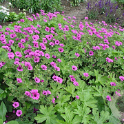 Geranium 'JS Matu Vu' GM P9