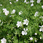 Geranium sang. 'Album' GM P9