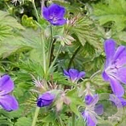 Geranium sylv. 'Birch Lilac' GM P9