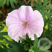 Geranium sang. 'Vision Pink' GM P9