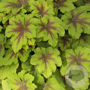 Heucherella 'Art Nouveau' GM P9