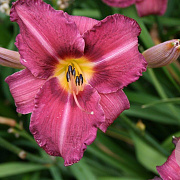Hemerocallis 'Byzantine Emperor' GM P9