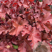 Heuchera 'Boysenberry' GM P9