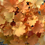 Heuchera 'Caramel' GM P9