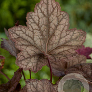 Heuchera 'Cascade Dawn' GM P9