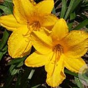Hemerocallis 'Golden Prize' GM P9